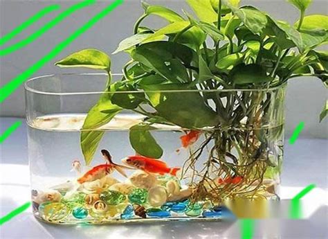 魚可以養在房間嗎|魚缸能招財…但千萬別放這些地方！觸犯「5禁忌」反損財 